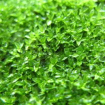 Moss Plants Science Donation Page